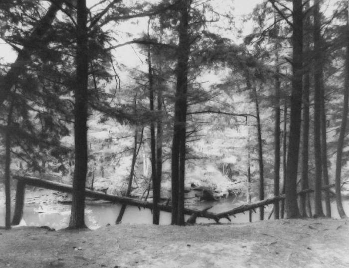 Black and white photograph of two fallen trees along a river with other upright trees.